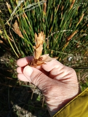 Elegia fistulosa