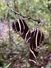 Heliconius charithonia