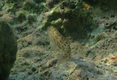Parablennius sanguinolentus