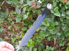 Urocissa caerulea