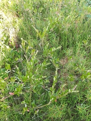 Chamaedaphne calyculata