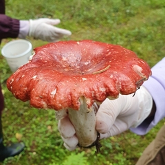 Fungi