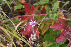 Geranium wlassovianum