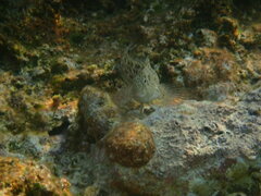 Parablennius sanguinolentus