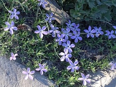 Phlox austromontana