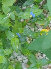 Commelina communis