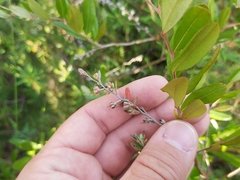 Chamaedaphne calyculata