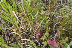 Geranium wlassovianum