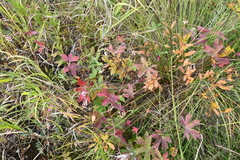 Geranium wlassovianum