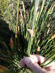 Elegia fistulosa
