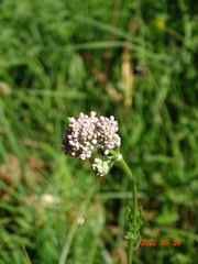 Valeriana