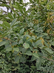 Fraxinus chinensis