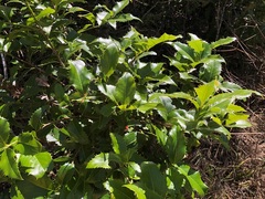 Denhamia bilocularis