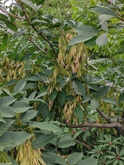 Fraxinus chinensis