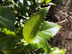 Denhamia bilocularis