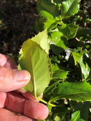 Denhamia bilocularis