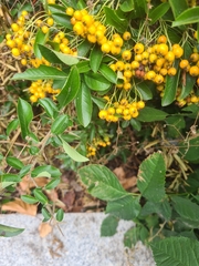 Pyracantha coccinea