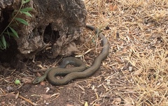 Malpolon monspessulanus