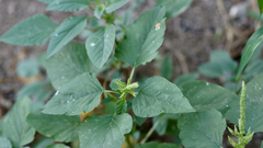 Amaranthus