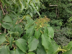 Cornus controversa