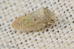 Euphyllura olivina
