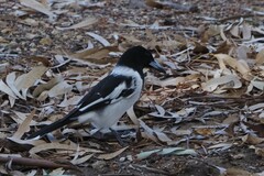 Cracticus nigrogularis