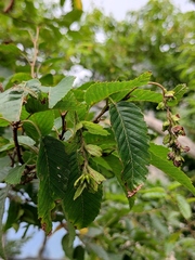 Carpinus turczaninovii