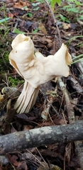 Helvella crispa