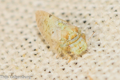 Euphyllura olivina