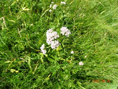 Valeriana