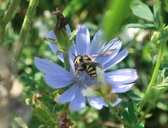 Anthidium florentinum