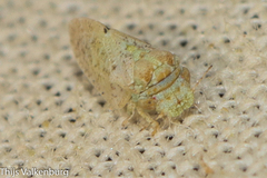 Euphyllura olivina