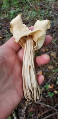 Helvella crispa