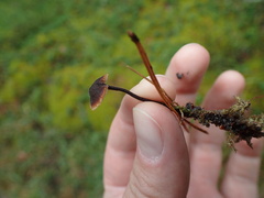 Auriscalpium vulgare