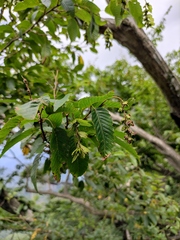 Carpinus turczaninovii