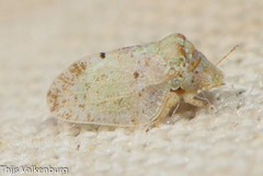 Euphyllura olivina