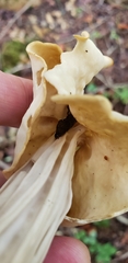Helvella crispa
