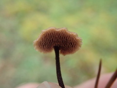 Auriscalpium vulgare