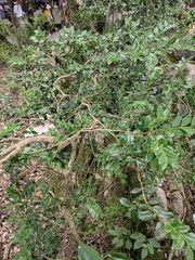 Buxus sinica