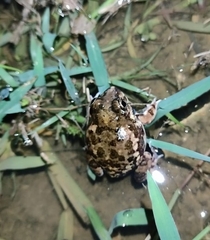 Sphaerotheca rolandae