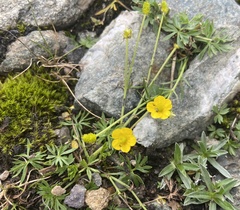 Ranunculus tanguticus