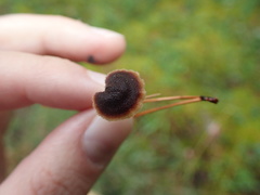 Auriscalpium vulgare