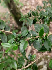 Buxus sinica