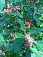 Elaeagnus umbellata