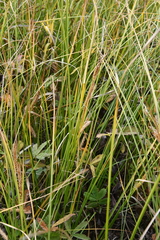 Carex rostrata