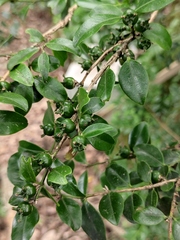 Buxus sinica