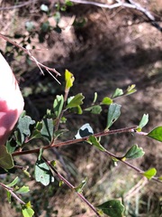 Dodonaea triangularis