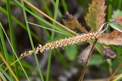 Carex rostrata