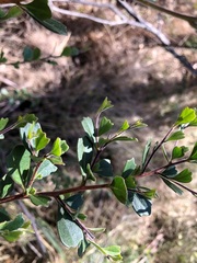 Dodonaea triangularis