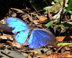 Morpho menelaus